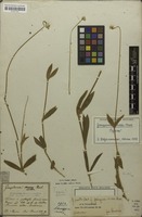 Holotype of Gomphrena mollis Mart. [family AMARANTHACEAE]