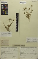 Original material of Gomphrena oligocephala var. pallida Suess. [family AMARANTHACEAE]