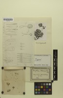 Isotype of Gomphrena potosiana Suess. & Benl [family AMARANTHACEAE]