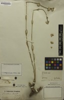 Isotype of Gomphrena riedelii Seub. [family AMARANTHACEAE]