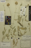 Syntype of Gomphrena trollii Suess. [family AMARANTHACEAE]