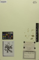 Isotype of Iresine alternifolia S.Watson [family AMARANTHACEAE]
