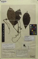 Isotype of Paullinia echinata Radlk. [family SAPINDACEAE]