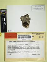 Isotype of Phloeopeccania australiensis Henssen [family LICHINACEAE]