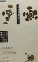Filed as Trapa bispinosa Roxb. [family TRAPACEAE]