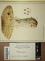 Agaricus augustus Fr.