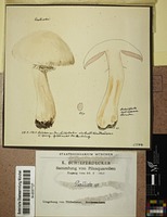 Agaricus sp.