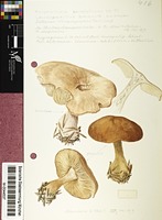 Leucopaxillus gentianeus (Quél.) Kotl.