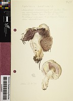 Agaricus aestivalis (F.H. Møller) Pilát