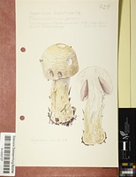 Agaricus aestivalis (F.H. Møller) Pilát