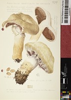 Agaricus aestivalis var. verenis Heim & Becker