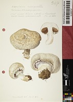 Agaricus campestris L. : Fr.