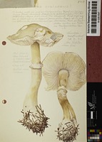 Leucoagaricus cretaceus (Bull.) M.M. Moser