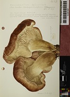 Leucopaxillus spinulosus