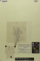 Isotype of Psilotrichum gloveri Suess. [family AMARANTHACEAE]