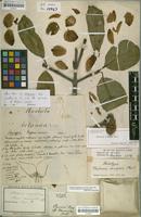 Lectotype of Platonia insignis Mart. [family CLUSIACEAE]