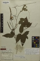 Filed as Centrosema molle Mart. ex Benth. [family FABACEAE]