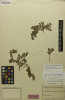 Isolectotype of Solanum acaule Bitter [family SOLANACEAE]