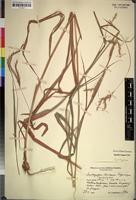 Isosyntype of Andropogon lindiensis Pilg. [family GRAMINEAE]