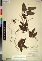 Isotype of Vigna schliebenii Harms [family LEGUMINOSAE-PAPILIONOIDEAE]