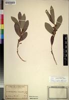 Lectotype of Dichapetalum venentaum Engl. &Gilg. [family DICHAPETALACEAE]