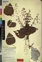 Isotype of Plectranthus candelabriformis Launert [family LABIATAE]