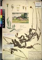 Holotype of Senecio vitellinoides Merxm. [family COMPOSITAE]