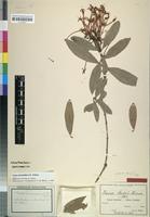 Isotype of Ixora stolzii K. Krause [family RUBIACEAE]
