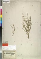 Isosyntype of Heliotropium cordofanum DC. [family BORAGINACEAE]