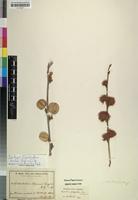 Isotype of Combretum baumii Engl. & Gilg [family COMBRETACEAE]