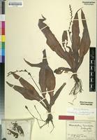 Holotype of Chlorophytum kymatodes Suess. [family ANTHERICACEAE]