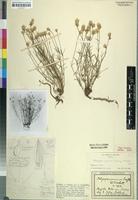 Isotype of Achyropsis graminea Suess. & Overkott [family AMARANTHACEAE]