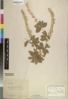 Isotype of Sericocomopsis hildebrandtii Schinz [family AMARANTHACEAE]