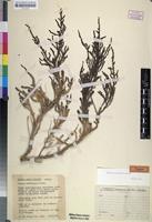 Holotype of Suaeda articulata Aellen [family CHENOPODIACEAE]