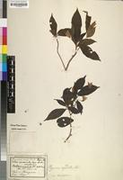 Type? of Boutonia cuspidata DC. [family ACANTHACEAE]