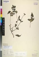 Isolectotype of Phaulopsis inaequalis Pic.Serm. [family ACANTHACEAE]
