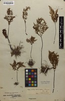 Filed as Cheilanthes schimperi Kunze [family ADIANTACEAE]