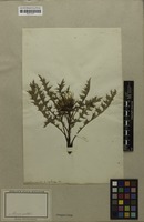 Filed as Carlina acaulis L. [family ASTERACEAE]