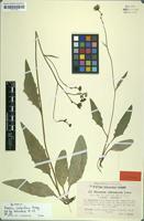 Syntype of Hieracium cholanthum Omang [family ASTERACEAE]