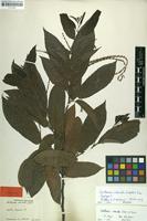 Lectotype of Castanea crenata Siebold & Zucc. [family FAGACEAE]