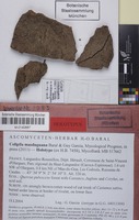 Holotype of Colipila masduguana Baral & Guy Garcia [family INCERTAE SEDIS]