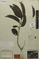Isotype of Peridium coccineum Benth. [family PERACEAE]