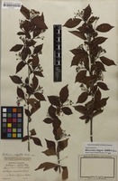 Lectotype of Stranvaesia digyna Siebold & Zucc. [family ROSACEAE]