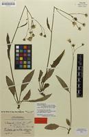 Syntype of Hieracium vulgatum var. trebeanum Bornm. & Zahn [family ASTERACEAE]