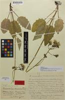 Holotype of Hieracium murorum subsp. ciliatostellatum Schneid. & Schack [family ASTERACEAE]