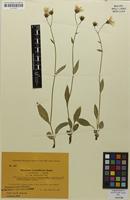 Type of Hieracium carpathicum subsp. subindutoides Notø [family ASTERACEAE]