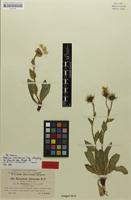 Isotype of Hieracium morisanum var. gromilae Zahn [family ASTERACEAE]