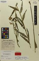 Isotype of Hieracium laevigatum var. corvipedifrons Zahn; nom. inval. [family ASTERACEAE]