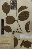 Isotype of Ternstroemia dentata var. latifolia Wawra [family THEACEAE]