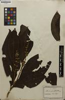 Isotype of Miconia spondylantha DC. [family MELASTOMATACEAE]